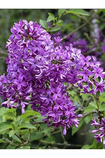 AFYONDOĞAPEYZAJ YOĞUN KOKULU MOR ÇİÇEKLİ LEYLAK FİDANI SAKSILI