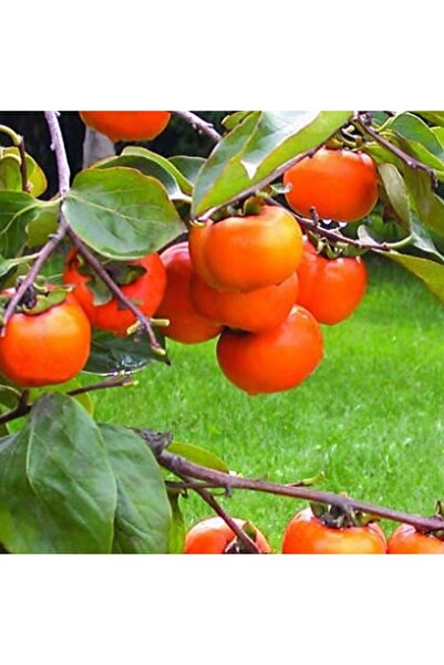 AFYONDOĞAPEYZAJ 3 YAŞ CENNET HURMASI AŞILI TÜPLÜ TRABZON HURMASI