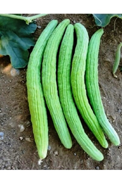 prestijiseed Ekim Seti 50 Adet Acur Tohumu Ermeni Acuru Tohumu Saksı Toprak