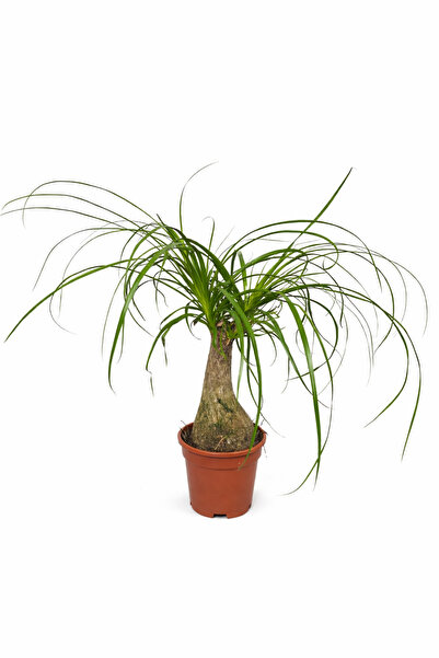 Ernaz Bitki Dünyası Nolina (Ponytail Palm – Fil Ayağı Bitkisi) | 40–50 cm | K...