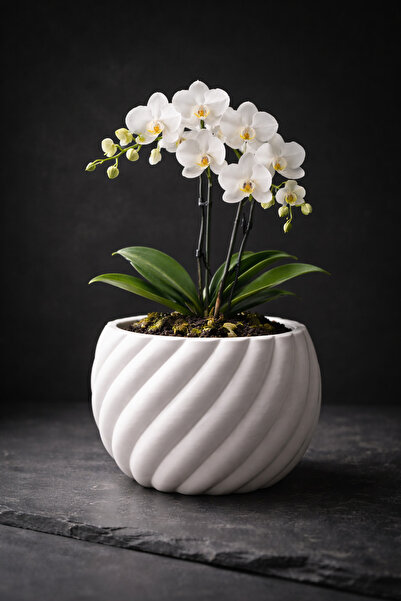 SteraDesign Modern Spiral Tasarımlı Dekoratif Saksı Salon Oturma Odası Dekoru