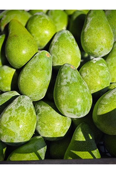 ALANYADAN TROPİKAL Avokado 1kg Taze Yerli Üretim Doğal