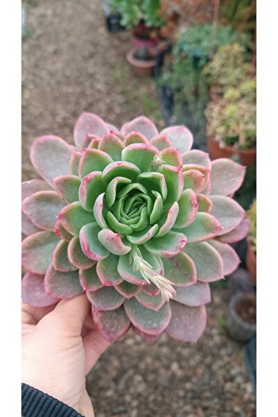 PLANTİS BOTANİK Echeveria Gilva Red