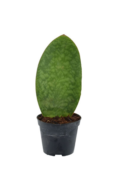 Eufloria Sansevieria masoniana 'Whale Fin' D8.5