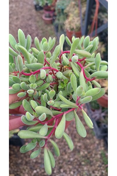PLANTİS BOTANİK Crassula Rogersii 12 cm saksılı sukulent