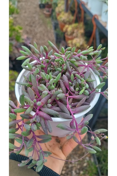 PLANTİS BOTANİK Othonna Capensis Yakut Kolyesi 12 cm saksılı sukulent