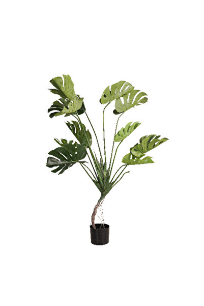 Generic شجرة مونستيرا