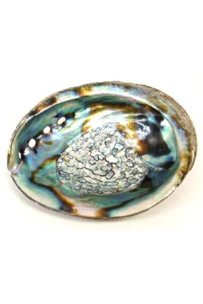 OEM Pink Abalone Shell 12 - 15 cm