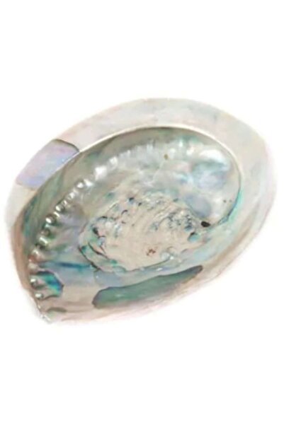 OEM Cochilie de abalone XL 16-18 cm