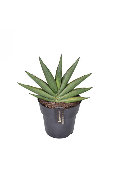 Eufloria Σανσεβιέρια 'Αμύγδαλο Νεφρίτης' Ø19εκ.