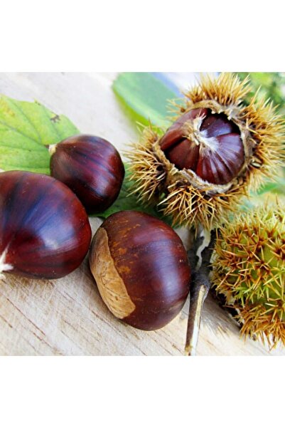 AFYONDOĞAPEYZAJ 3 YAŞ TÜPLÜ BURSA KESTANE FİDANI