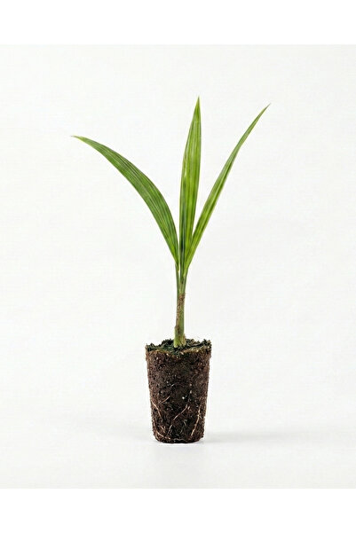 ZehraGümüşhanGarden Tüylü Palmiye Fidesi 3'lü Set 20 cm Genç Bitki , Fidan , ...