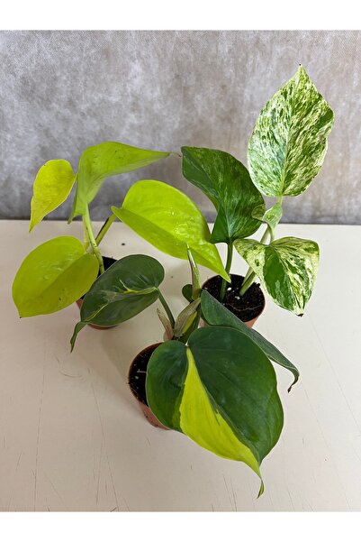 nazlı çiçekçilik Salon Sarmaşık Seti 3lü 5,5lik Saksıda