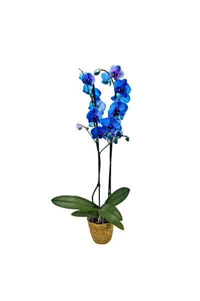 Ernaz Bitki Dünyası Orkide – Phalaenopsis | Mavi