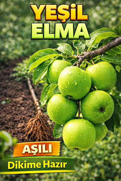 ÇİÇEKFLİX Yeşil Granny Smith Elma Fidesi 2 Yaş ( Aşılı )fidanı 100cm Üstü ( A...