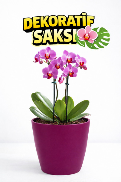 Genel Markalar Dekoratif Vişne Orkide Saksısı -12 Pot Üretim Saksısına Uygun ...