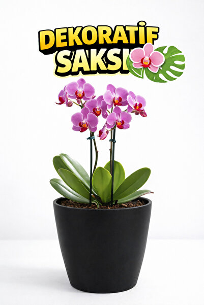 Plant Home Power Mix Orkide Saksısı Siyah Dekoratif Dış Saksı 1 Adet- 12 Pot ...