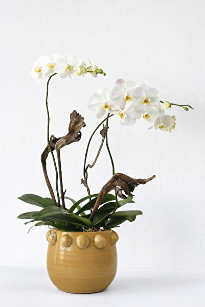 Warm Design El Yapımı Sarı Noktalı Kabartmalı Terra Cotta Saksı