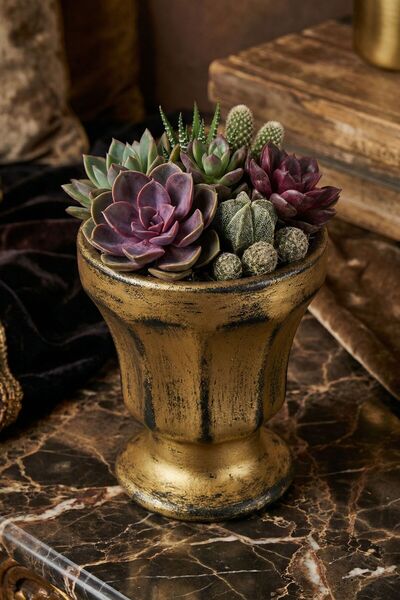 Evene Saksı Dekoratif Saksı Kaktüs Saksısı Sukulent Saksısı Küçük Saksı Model...