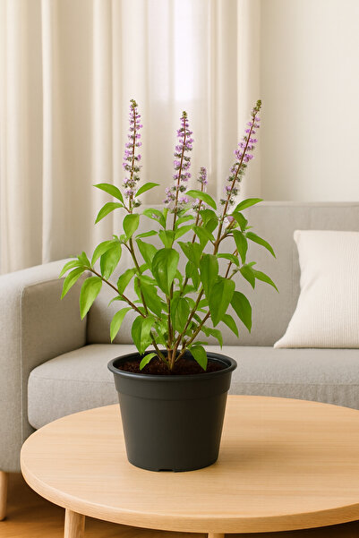 Generic ريحان مقدس طازج - نبات تولسي حي طازج 20-30 سم