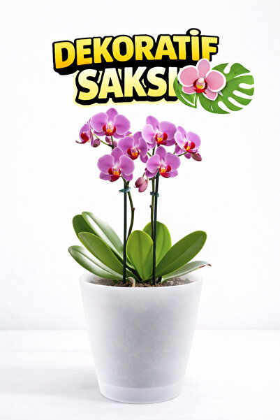 plant-home Beyaz Dekoratif Orkide Saksısı - 12 Lik Üretim Saksısına Uygun Kal...