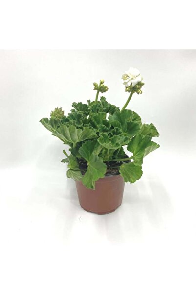 YAĞMUR BOTANİK Sardunya 10cm Saksılı