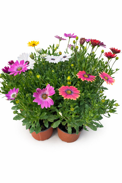 Ernaz Bitki Dünyası Bodrum Papatyası - Osteospermum 6 Adet (Rastgele Renk)