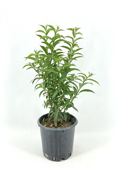 Genel Markalar MİS GİBİ KOKAN BALKON İÇİN UYGUN MELİSA PARFÜM ÇİÇEĞİ FİDANI