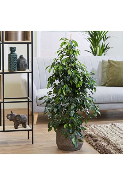 Zambak Benjamin (Ficus benjamina) - Zarif ve Estetik Ofis ve ev bitkisi (İç m...