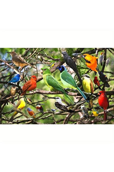 Choice أحجية تركيب الصور (بازل) مكونة من 500 قطعة، رسم طيور ملونة، أحجية ورقي...