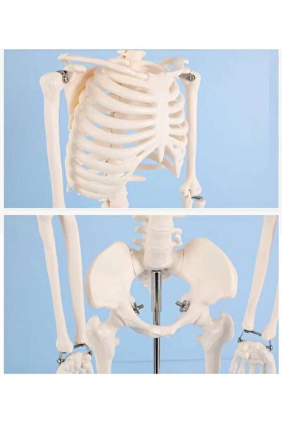 TeTea Mulaj de anatomie Tetea, scheletul uman 85 cm