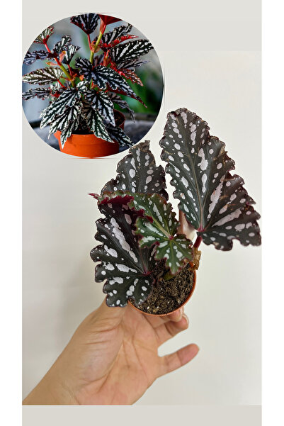nazlı çiçekçilik Black Maculata Spotlingt ‘ Dark Fide 5,5lik Saksıda