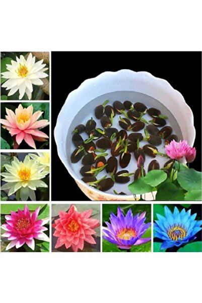 prestijiseed 7 Adet Karışık Lotus Tohumu Nilüfer Çiçeği Tohumu