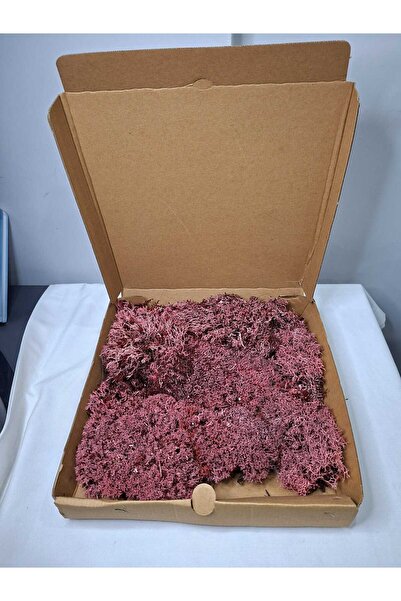 Birlik Liken Yosunu Şoklanmış Dekoratif Teraryum ve Duvar Tasarım Yosunu