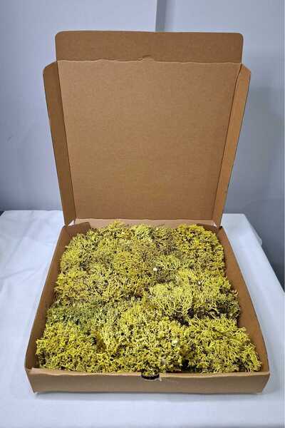 Birlik Liken Yosunu Şoklanmış Canlı Görünümlü Dekoratif Teraryum ve Duvar Tas...