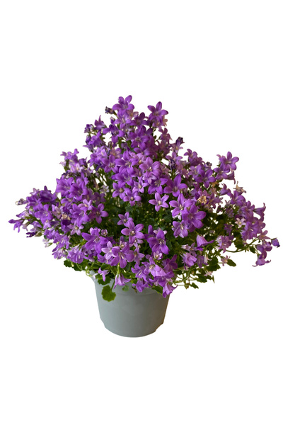 Ernaz Bitki Dünyası Maviş Çan Çiçeği (Campanula) | Masa Boy - 12'lik Saksı | ...