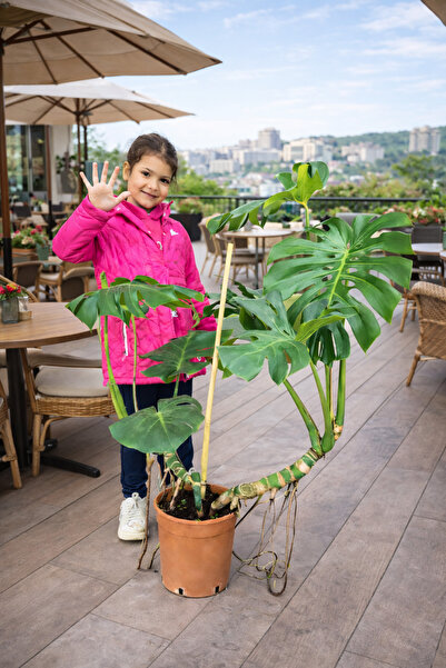 bitkidünyam 120 150 cm çift dikim çift köklü deve tabanı monstera