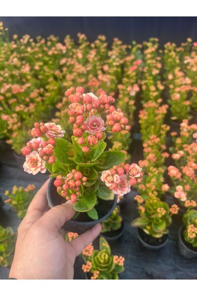 QUİCK ÇİÇEK KALANCHOE PEMBE