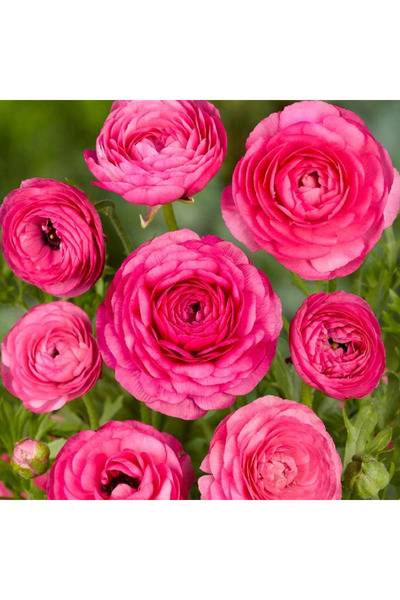 megcito Şakayık Düğün Çiçeği Pembe Renk - Saksılık 10 Tohum