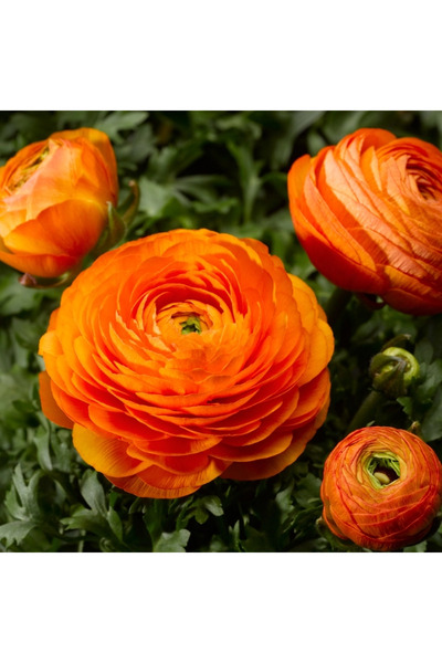 megcito Şakayık Düğün Çiçeği Turuncu Renk - Saksılık 10 Tohum