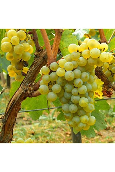 Ecotera Chardonnay grapevine