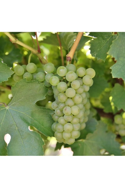 Ecotera White Grapevine Girl