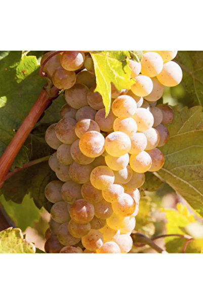 Ecotera Vita De Vie Perla de Zala