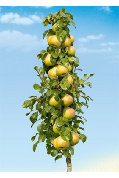 Ecotera Dwarf Columnar – Pear Variety