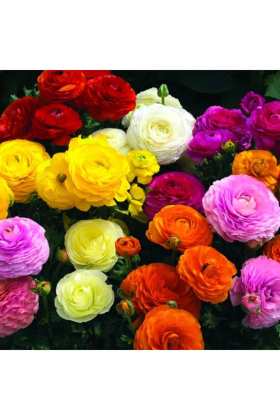 megcito Şakayık Düğün Çiçeği Karışık Renk - Saksılık 10 Tohum