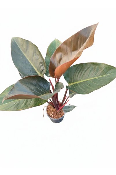 Atlas Flora Garden Phildendron rojo congo