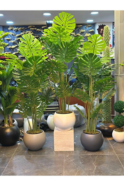 Adayapaycicek DEVE TABANI 180 CM 16 yaprak