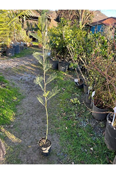 Botanik Market Mimoza Ağacı 150-170 cm