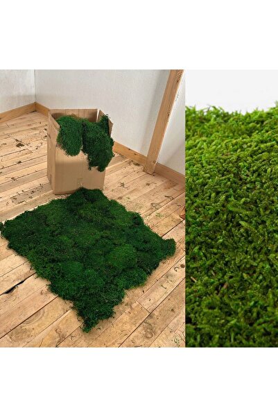 BDMDESIGN Doğal şoklanmış (mumyalanmış) yosun