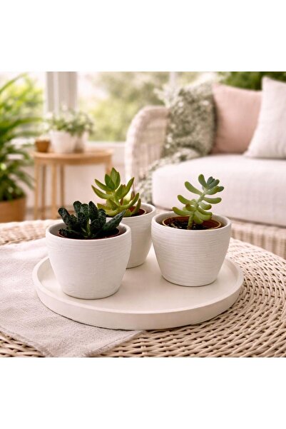 Betohome Design SUKULENT / KAKTÜS 3 ' lü TEPSİLİ SAKSI SETİ YUVARLAK TEPSİ MO...